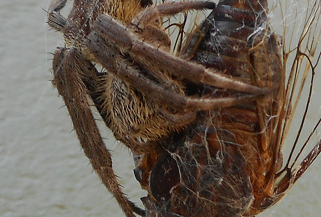 spider caught a cicada